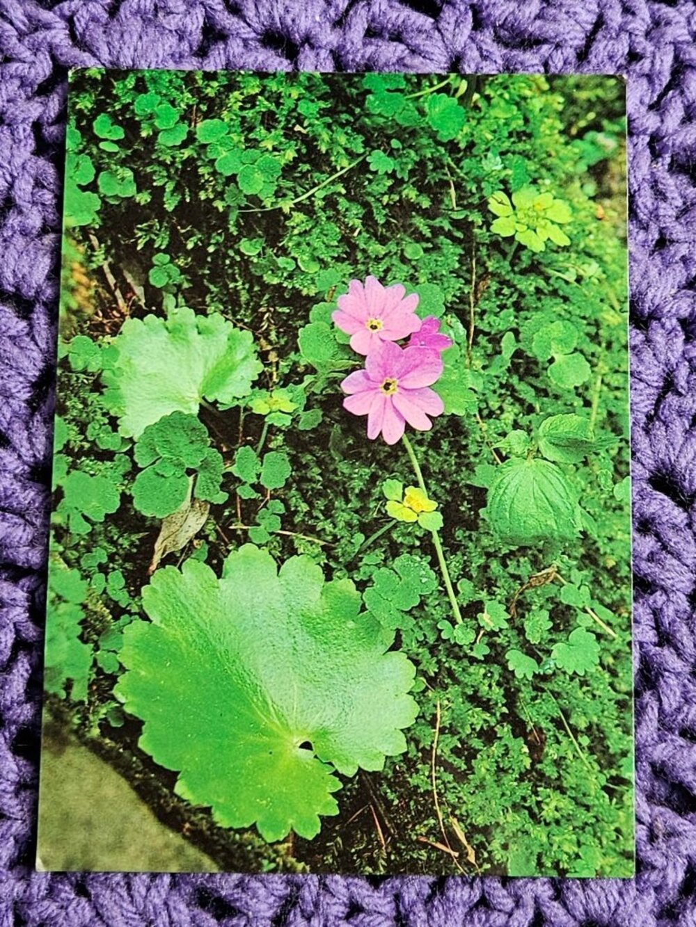 Male Chines-Pink Blossom Korea Postcard